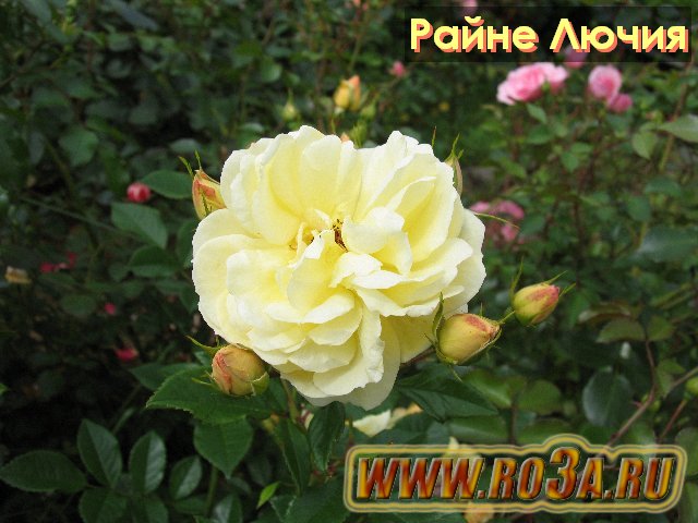 Роза линкольн лючия